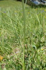 Klasea nudicaulis