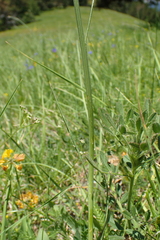 Klasea nudicaulis