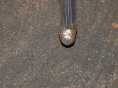 Afrotyphlops mucruso