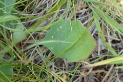 Klasea nudicaulis