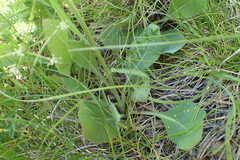 Klasea nudicaulis