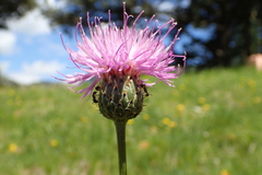 Klasea nudicaulis