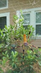 Trichonephila clavipes image