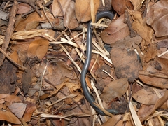 Afrotyphlops mucruso