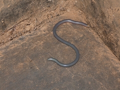 Afrotyphlops mucruso