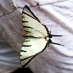 Graphium agetes