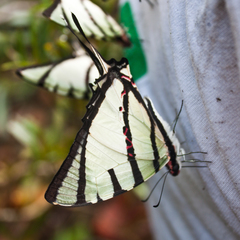 Graphium agetes