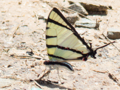 Graphium agetes