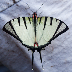 Graphium agetes