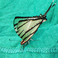Graphium agetes