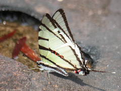 Graphium agetes