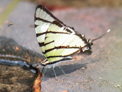Graphium agetes