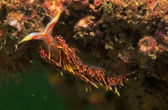 Phidiana militaris