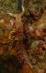 Phidiana militaris