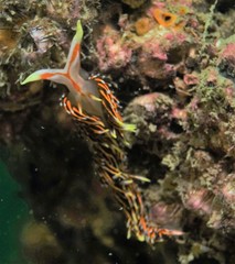 Phidiana militaris