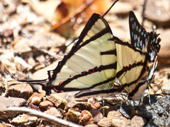 Graphium agetes