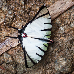 Graphium agetes