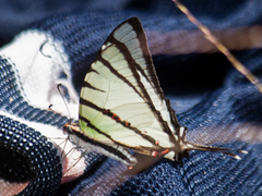 Graphium agetes