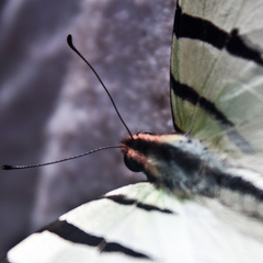 Graphium agetes