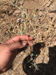 Calycadenia truncata