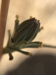 Calycadenia truncata