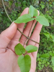 Clematis cunninghamii