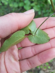 Clematis cunninghamii