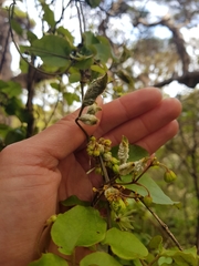 Clematis cunninghamii