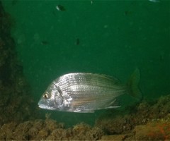 Acanthopagrus schlegelii