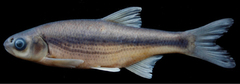 Eichwald's Riffle Minnow photo 2
