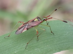 Pseudopantilius australis