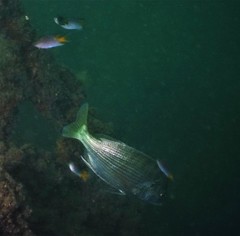 Acanthopagrus schlegelii