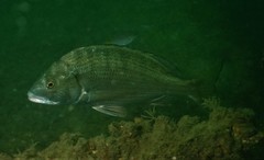 Acanthopagrus schlegelii