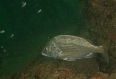 Acanthopagrus schlegelii