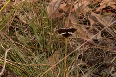 Buzara latizona