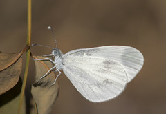 Leptidea sinapis