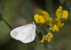 Leptidea sinapis