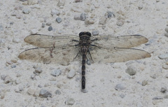 Tachopteryx thoreyi