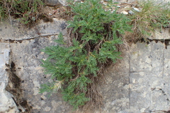 Astragalus sempervirens