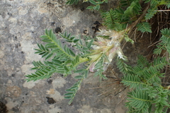 Astragalus sempervirens