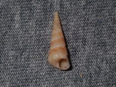 Colpospira guillaumei