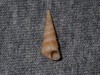 Colpospira - Photo (c) Adrian Gale, some rights reserved (CC BY-NC), uploaded by Adrian Gale