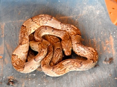 Trimorphodon paucimaculatus