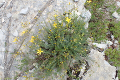 Hypericum coris