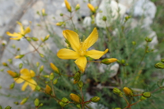 Hypericum coris