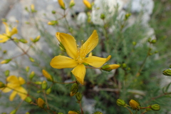 Hypericum coris