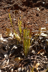 Actinostachys intermedia