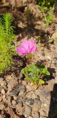 Oxalis lanata