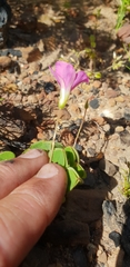 Oxalis lanata
