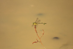 Sinictinogomphus clavatus